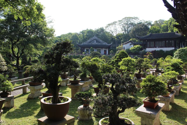Sonst findet man vielleicht in den Abendstunden auf dem Tigerhill etwas Ruhe, wo eine Menge Bonsai-Bäume ihre Schatten werfen... (©Schäbitz)